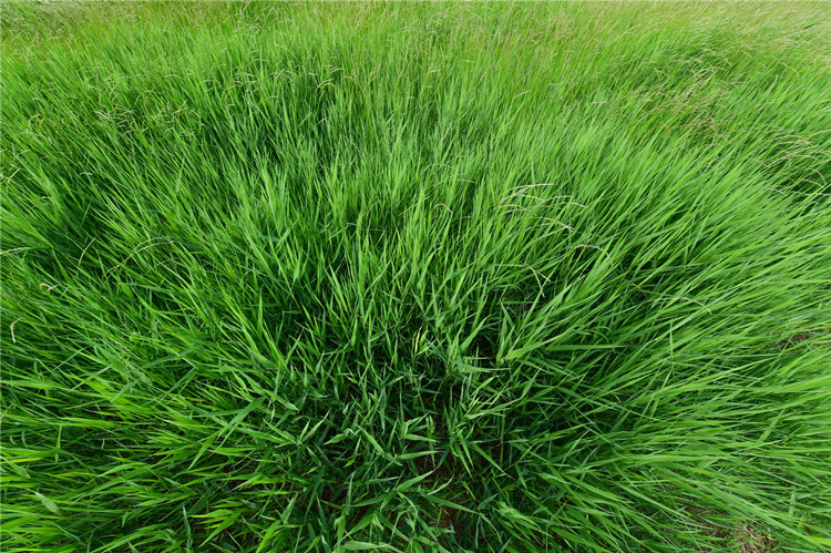 羊草的多种用途,内蒙古羊草是什么东西