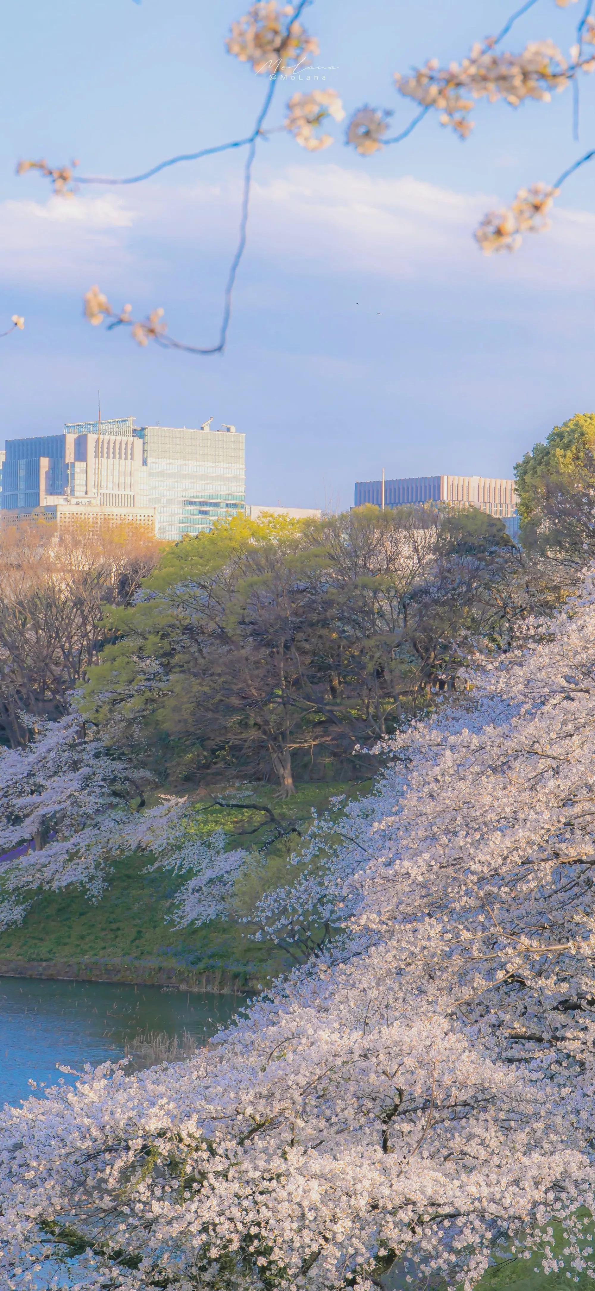 春天清新壁纸图片大全,手机壁纸春天风景超清