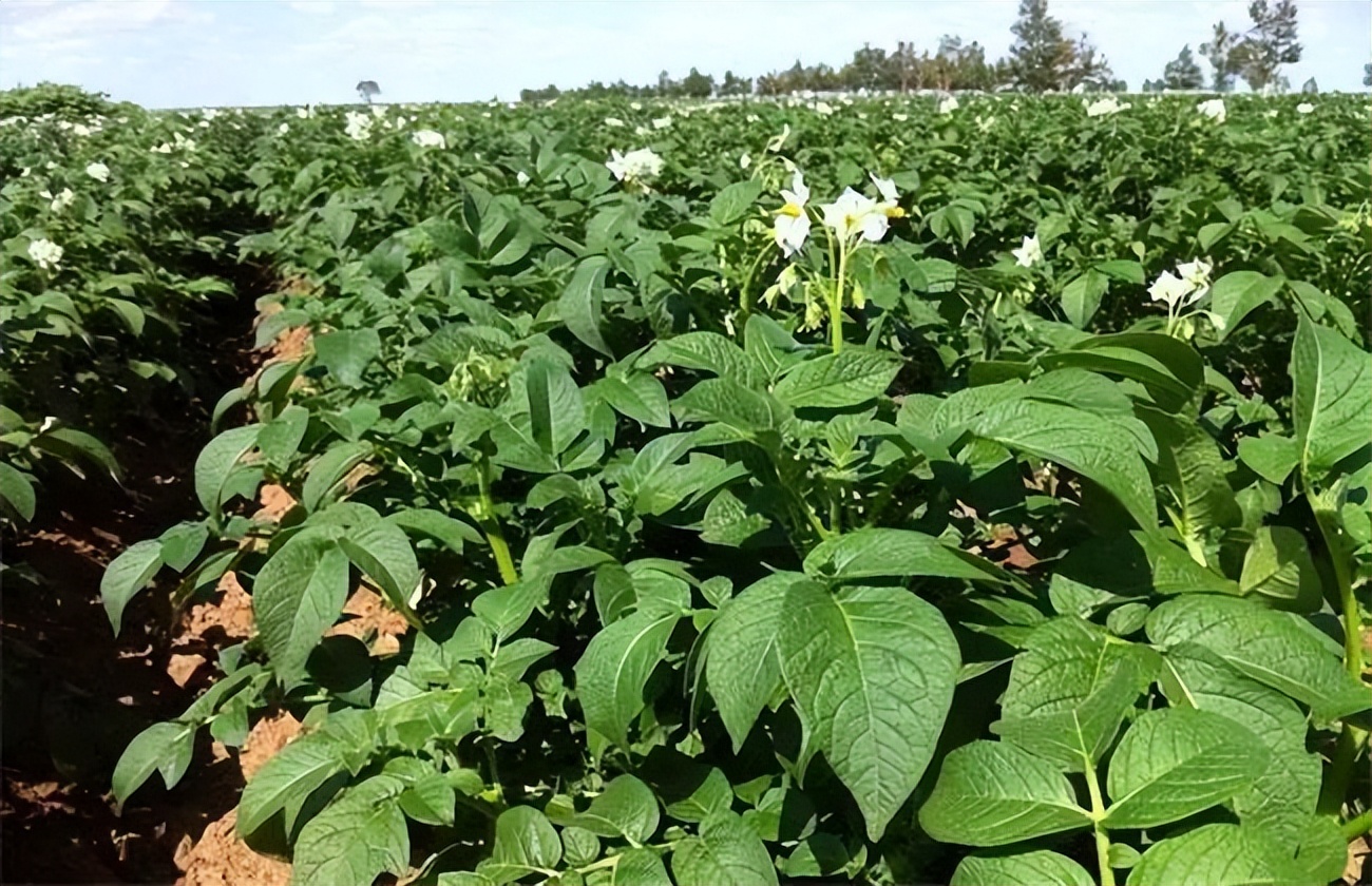 五谷杂粮食物图片大全大图,五谷杂粮图片大全大图真实