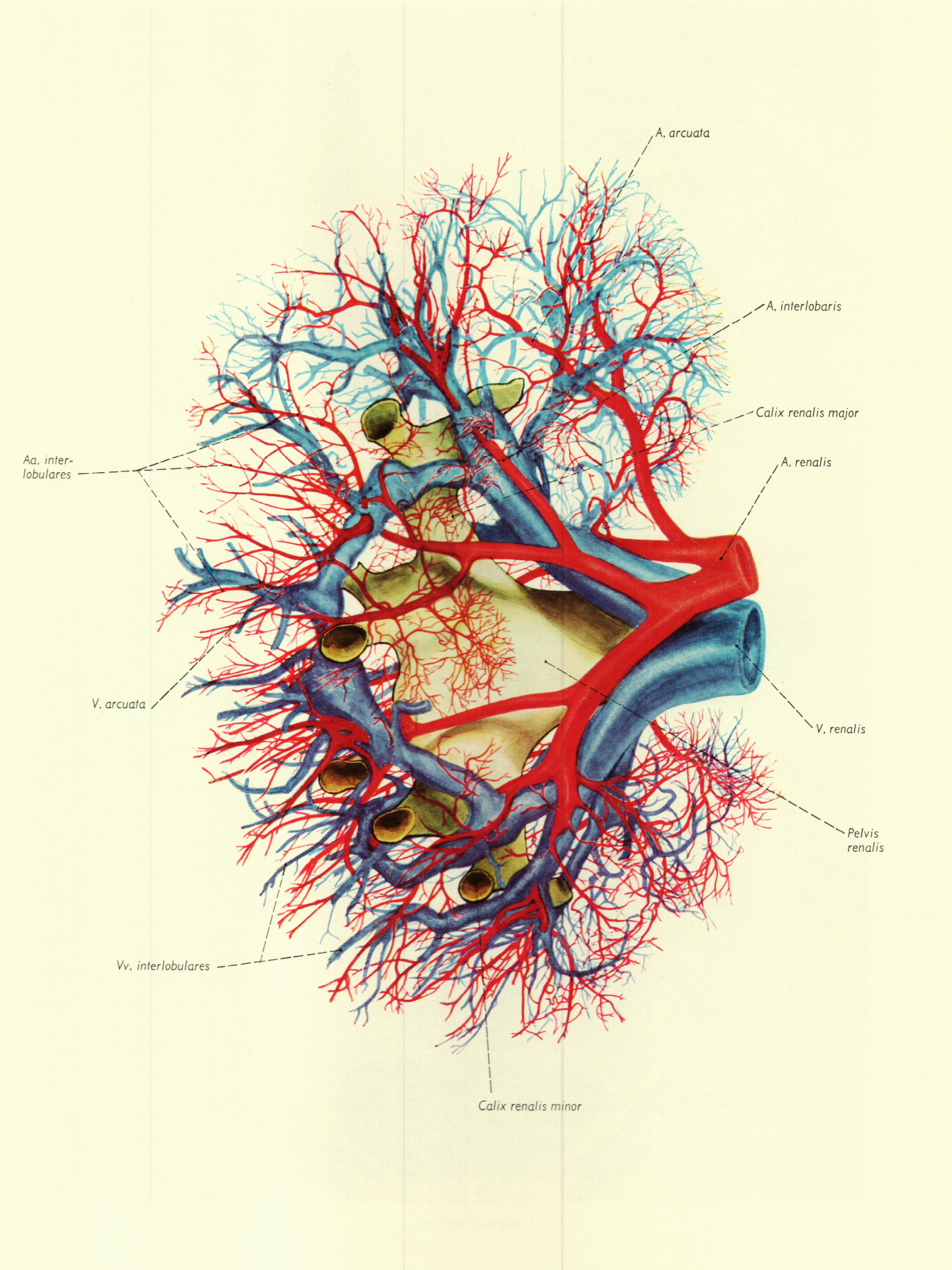最全人体解剖图建议收藏,人体解剖图内脏器官位置图清晰