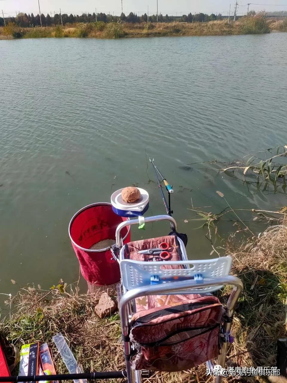 老鬼蚯蚓生鲜饵开饵方法,老鬼鲜蚯蚓拉饵100克