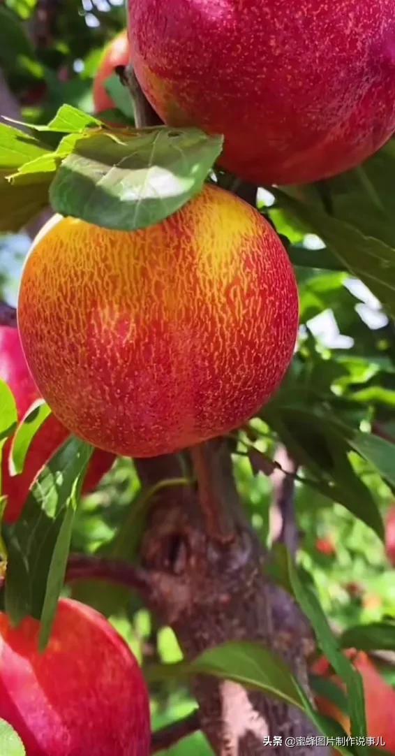 壁纸图片水果清新,丰收的水果高清图片壁纸