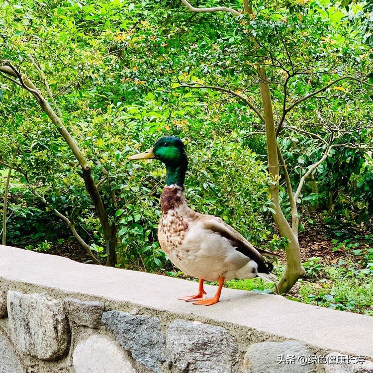 世界花园风景,世界花园