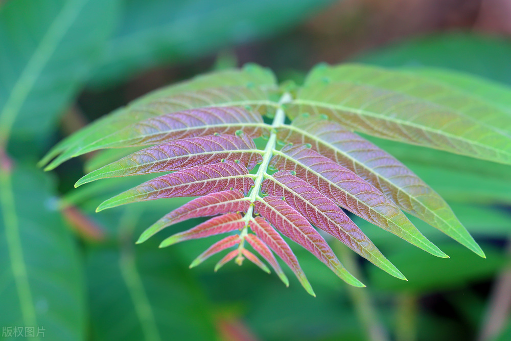 臭椿树为什么叫臭到椿树,怎么样看待臭椿树