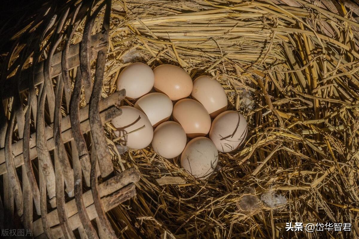 欧福蛋业直播,欧福蛋业行情