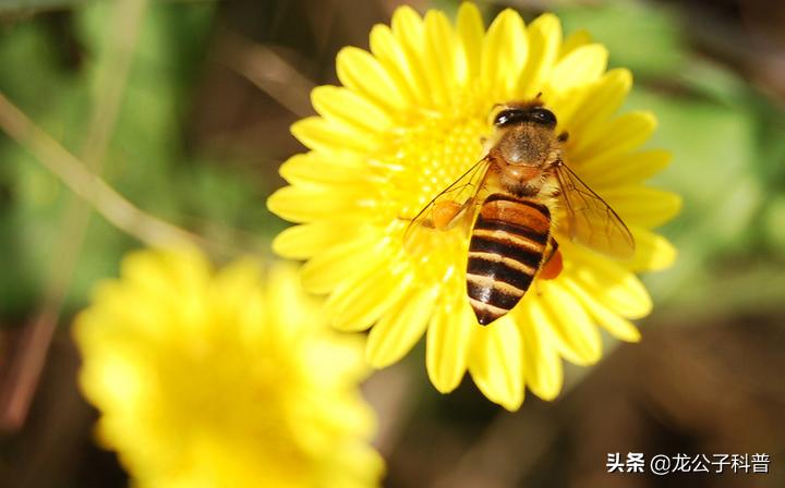 盘点对人类有益的10种昆虫有哪些,最常见的有益昆虫