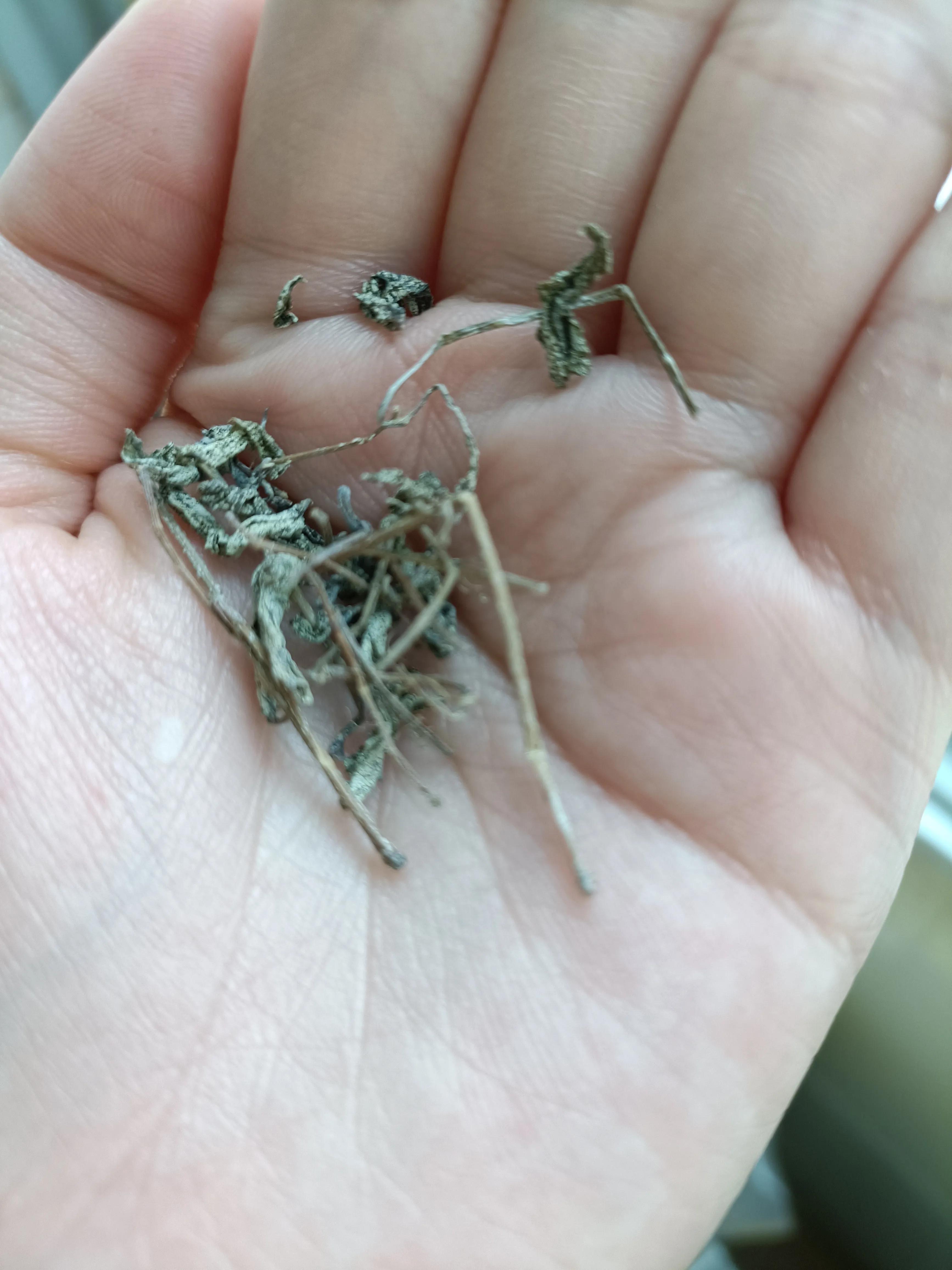 藤茶是什么茶做法简单好喝,藤茶的正确炒茶方法