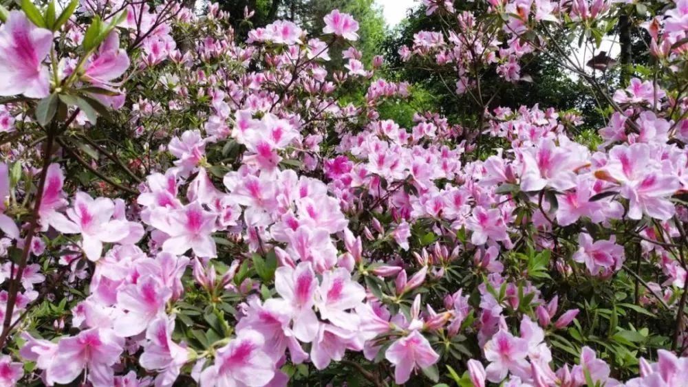 桂林雁山猫儿山,广州出发6天最适宜赏秋旅游