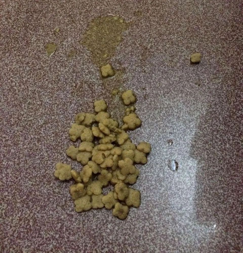 猫咪呕吐铲屎官的反应,猫咪总想呕吐但是吐不出来怎么办