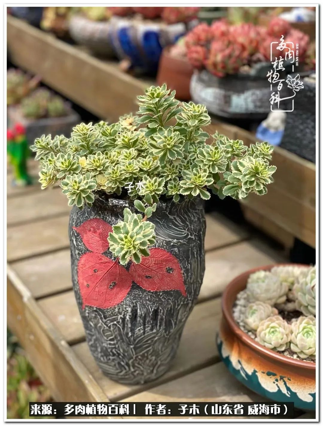 法师多肉成长史,法师多肉新手教程