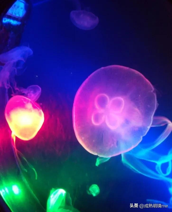 奇怪又美丽的水母,透明漂亮的水母