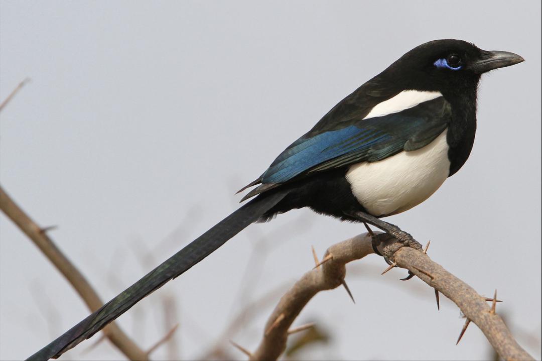 鸟儿大全高清图,高清珍稀鸟动态图片大全