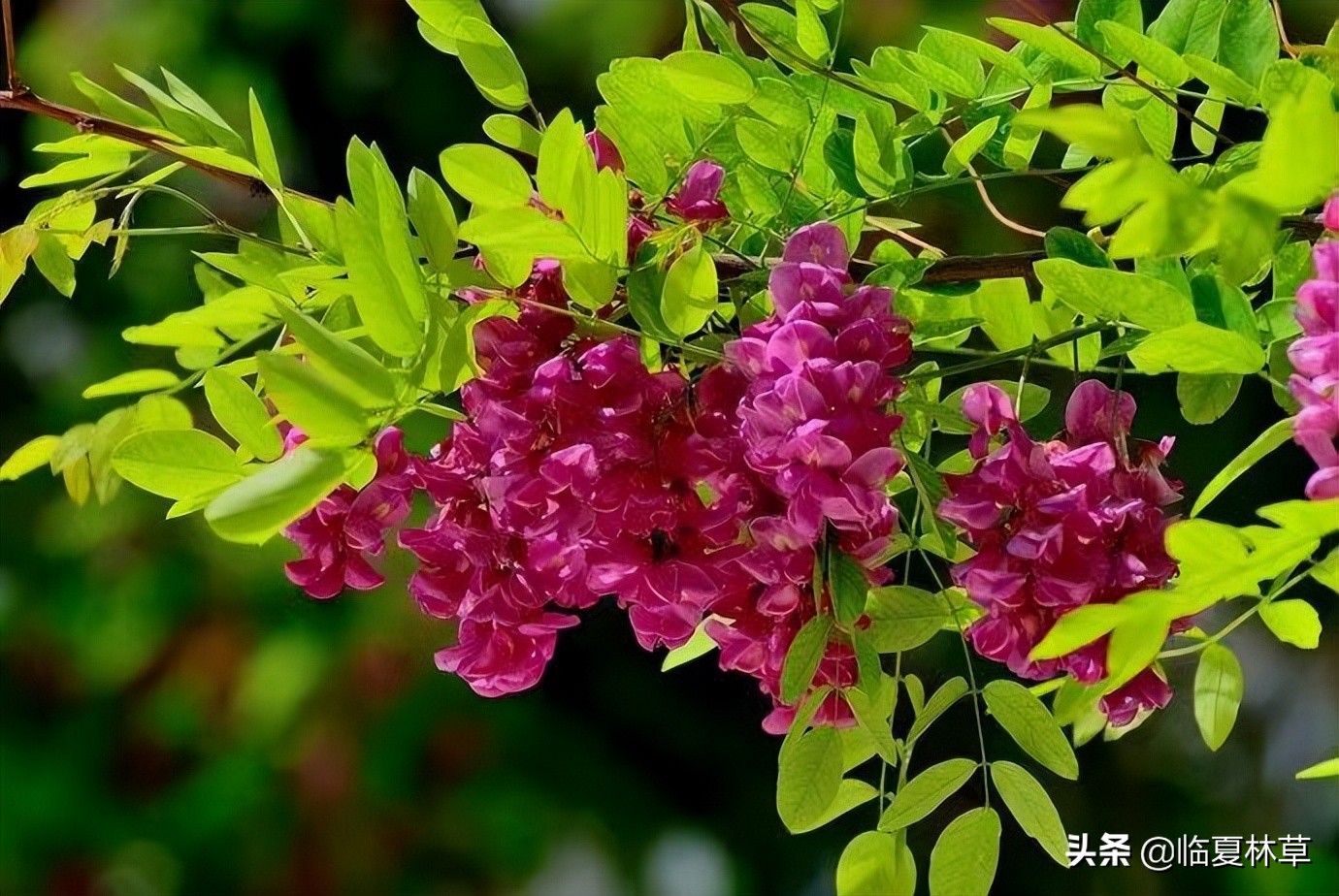 【临夏林草文化】科普篇‖千树万树槐花开，浮香一路到天涯