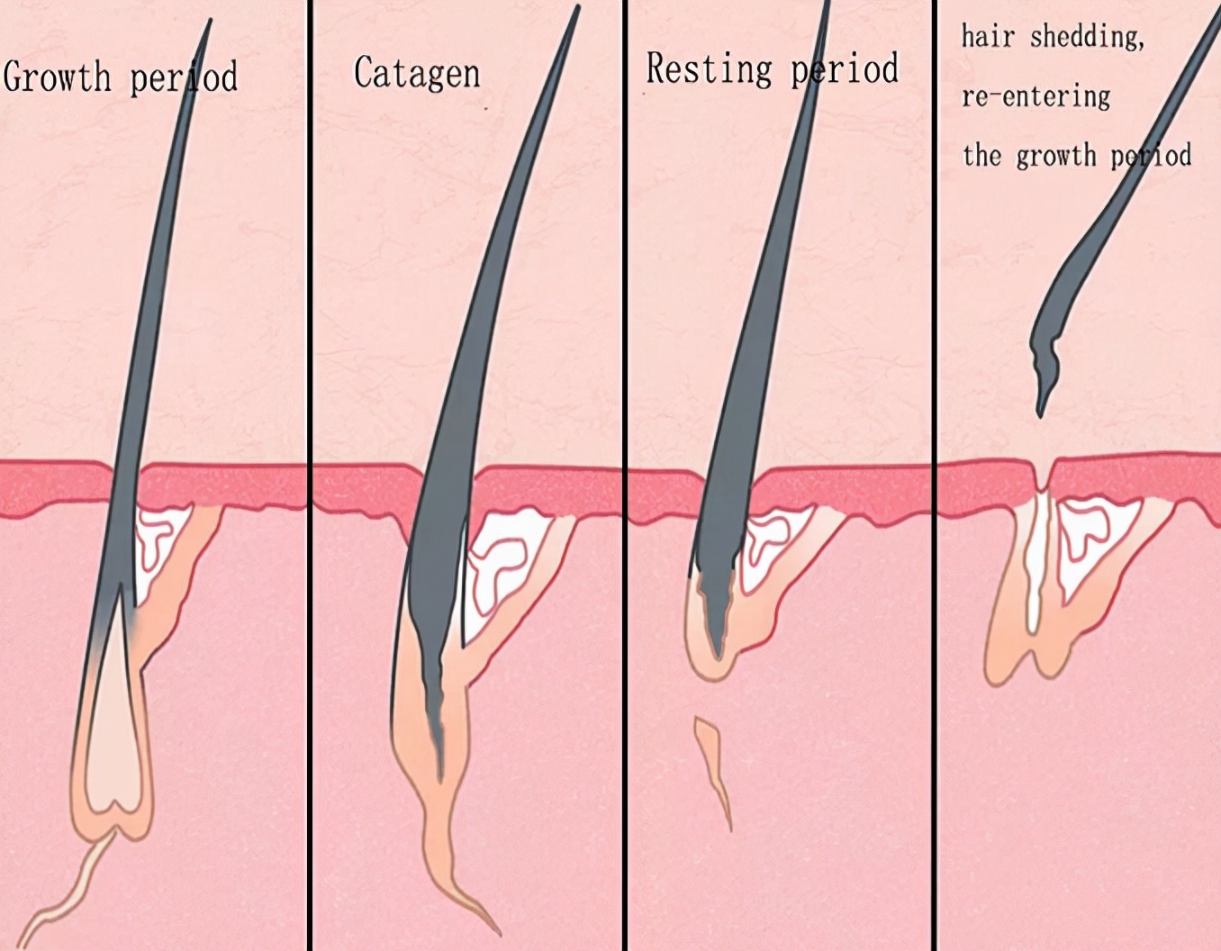 头发和身体的毛生长周期有不同吗,为什么人的体毛只有头发可以生长
