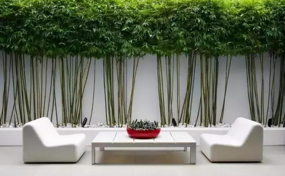 庭院绿化树种什么最好,适合庭院种植的常绿树种