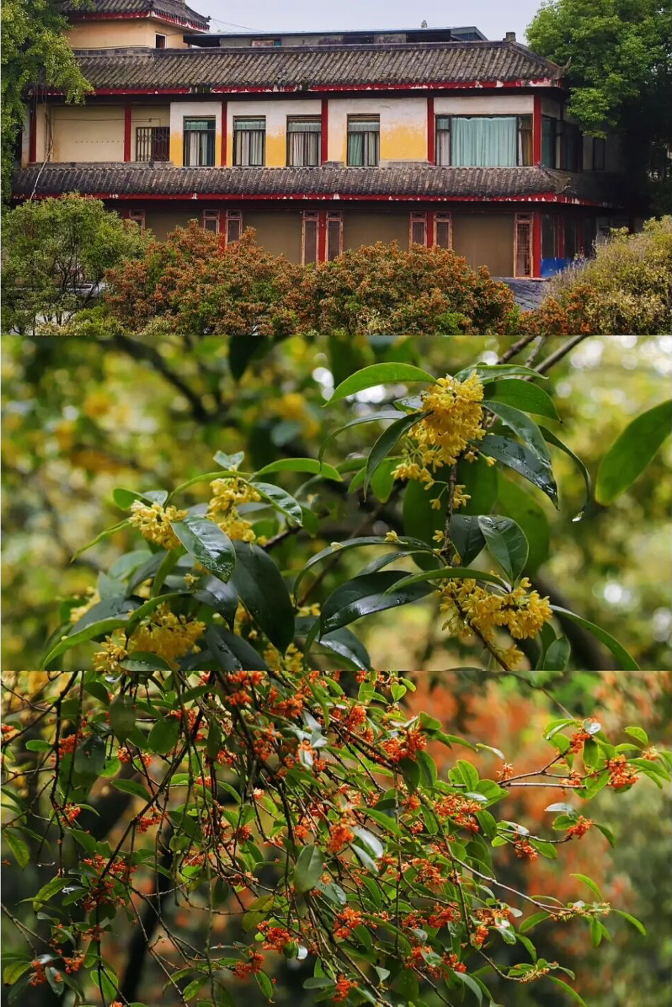 放假去哪里玩又便宜又好玩成都,假期去哪玩便宜又好玩儿成都