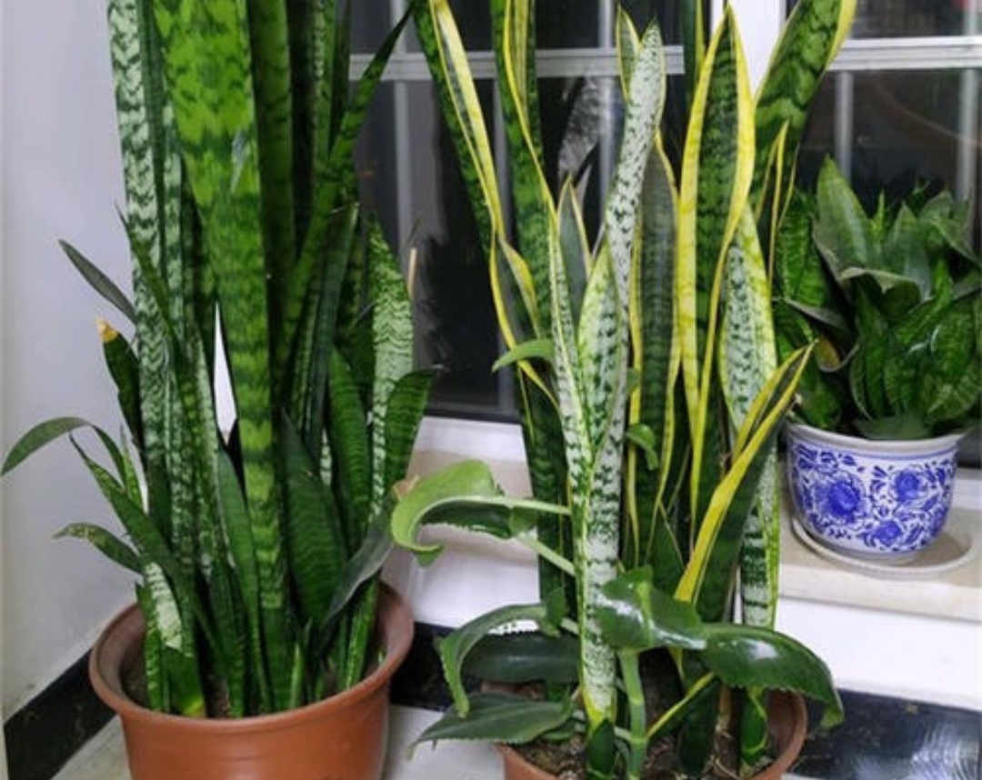 冬季养花别瞎养,冬季养花浇水的最佳时间