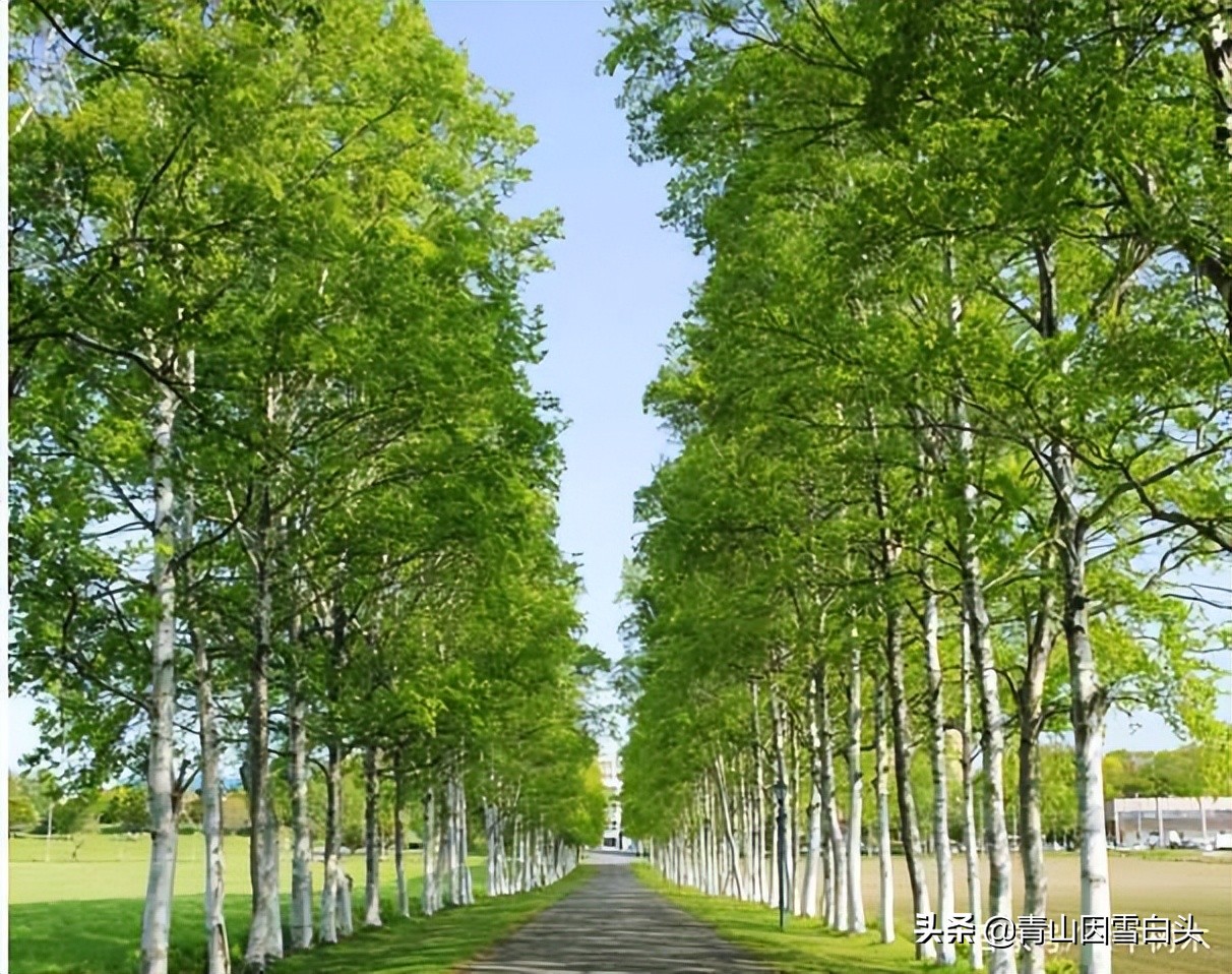 种树发财的人,种树能致富