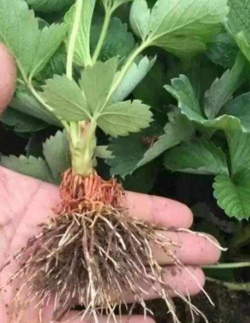盆栽草莓的种植方法一步一步教你,盆栽草莓也比较好种植和养殖