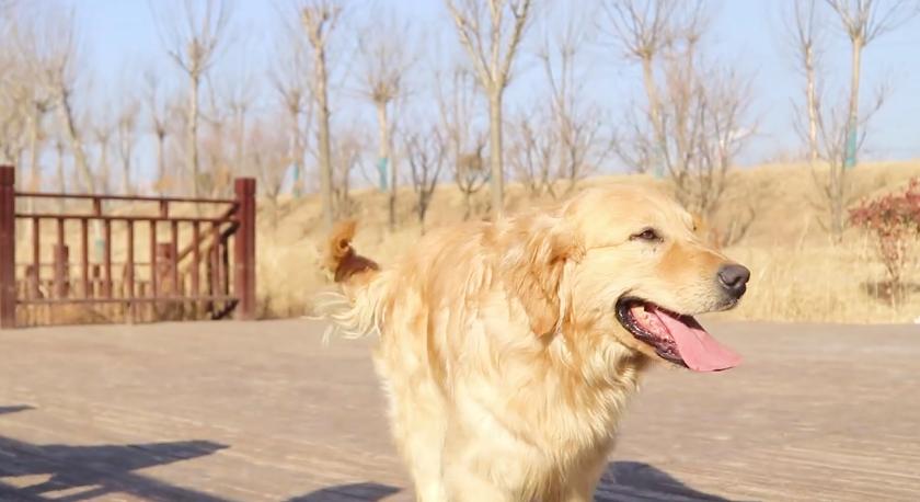 狗狗因车祸失去了一条腿,狗狗惨遭车祸