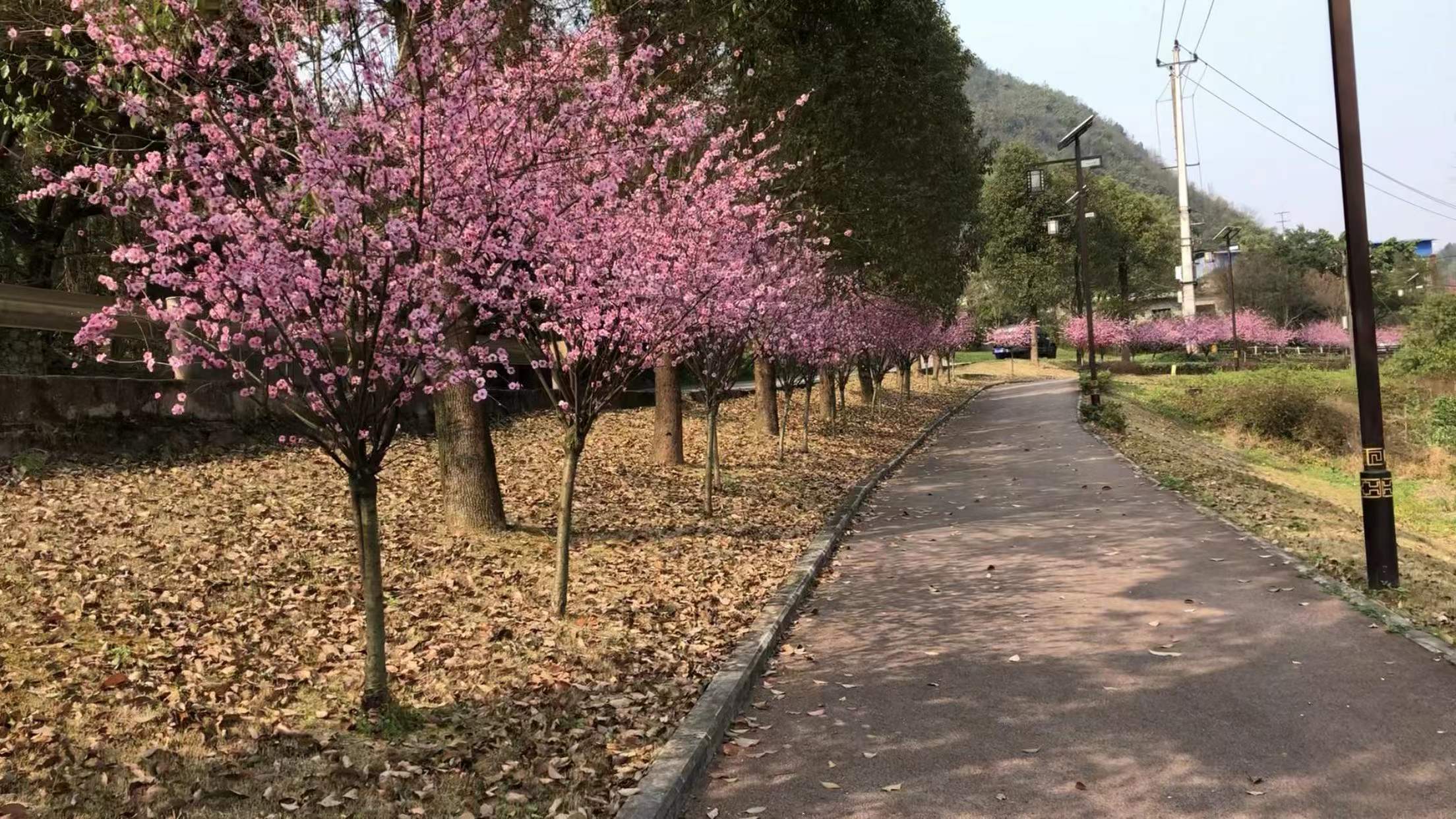春暖花开我们一起去踏青,春暖花开我们共赏樱花