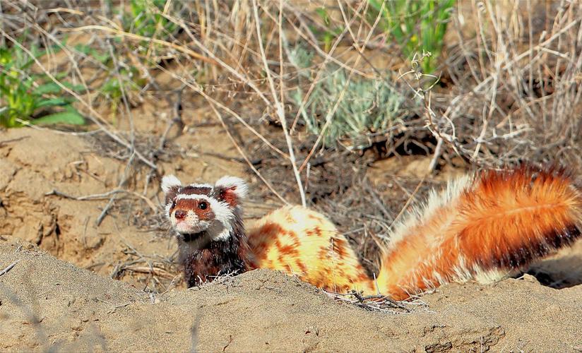 *疆新**出现不速之客，一夜消灭十几窝老鼠，原来是平头哥的小弟