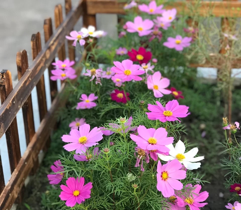 家庭客厅养什么花好看又旺财,客厅最吉祥的三种花