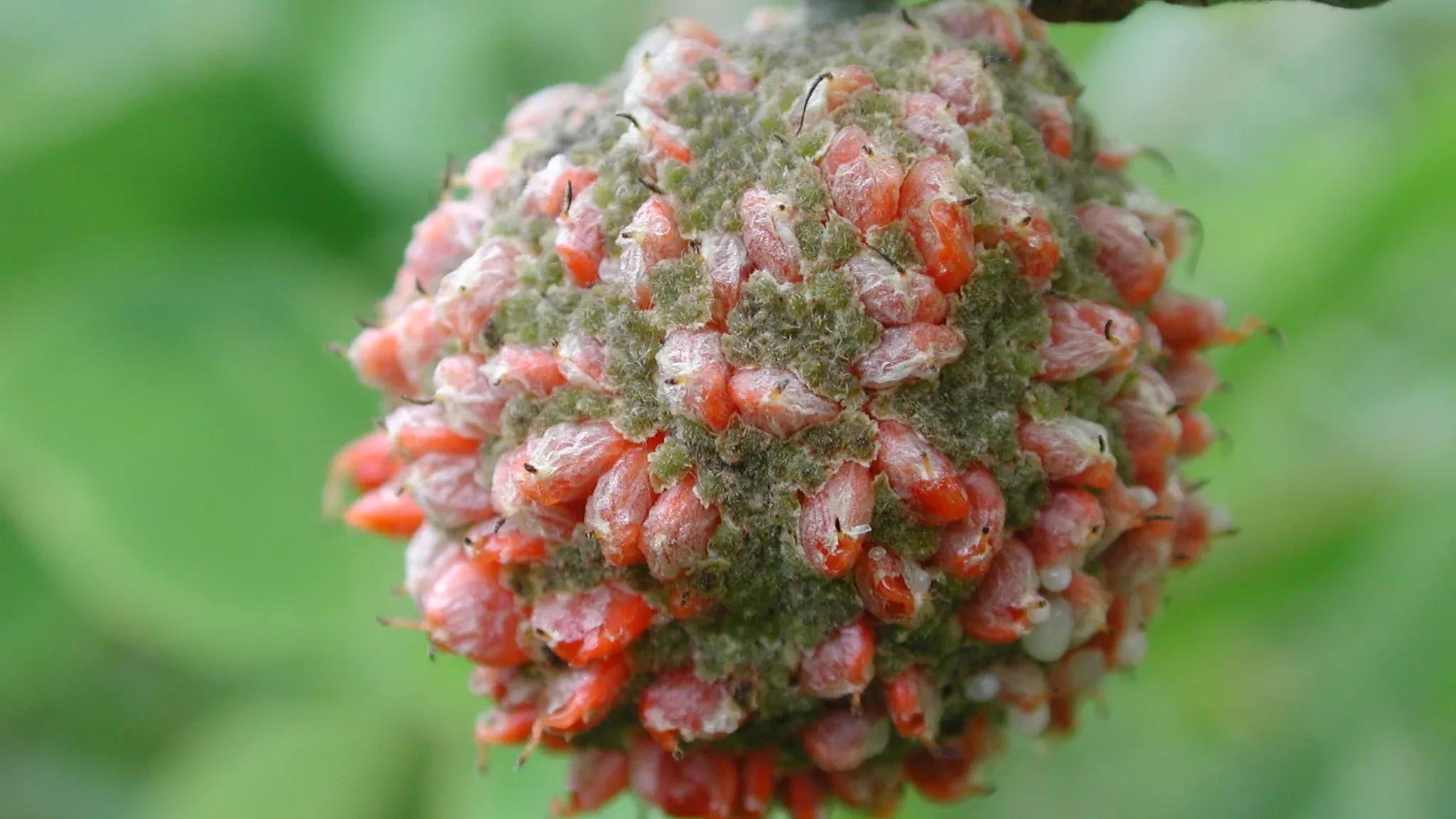 构树一亩种植1000,构树好吗