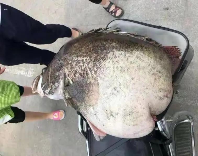 鳜鱼吃跟自己体型一样大的鱼,鳜鱼为什么不吃很小的鱼