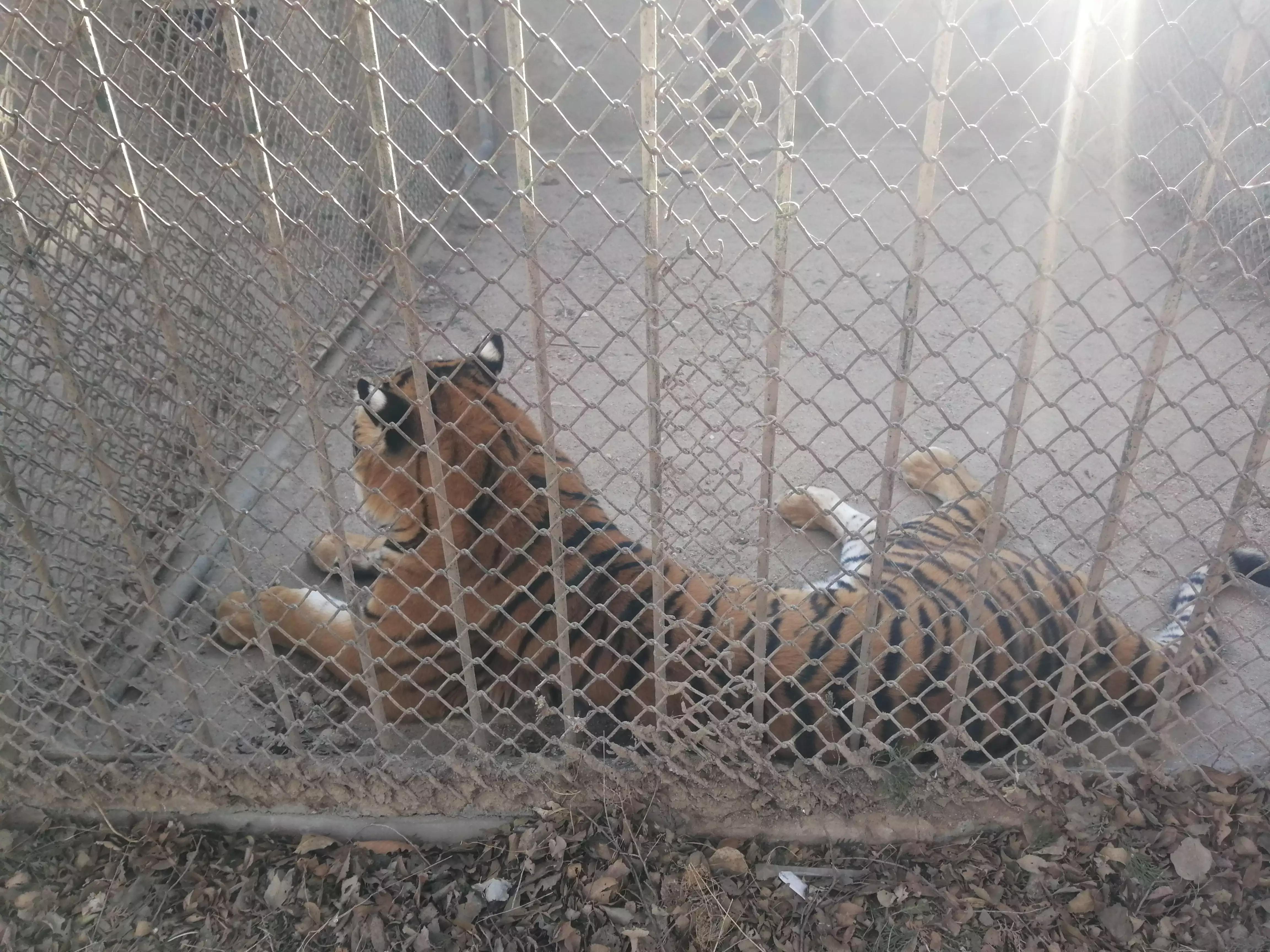 八达岭野生动物园赵菁,八达岭野生动物园门票收费标准
