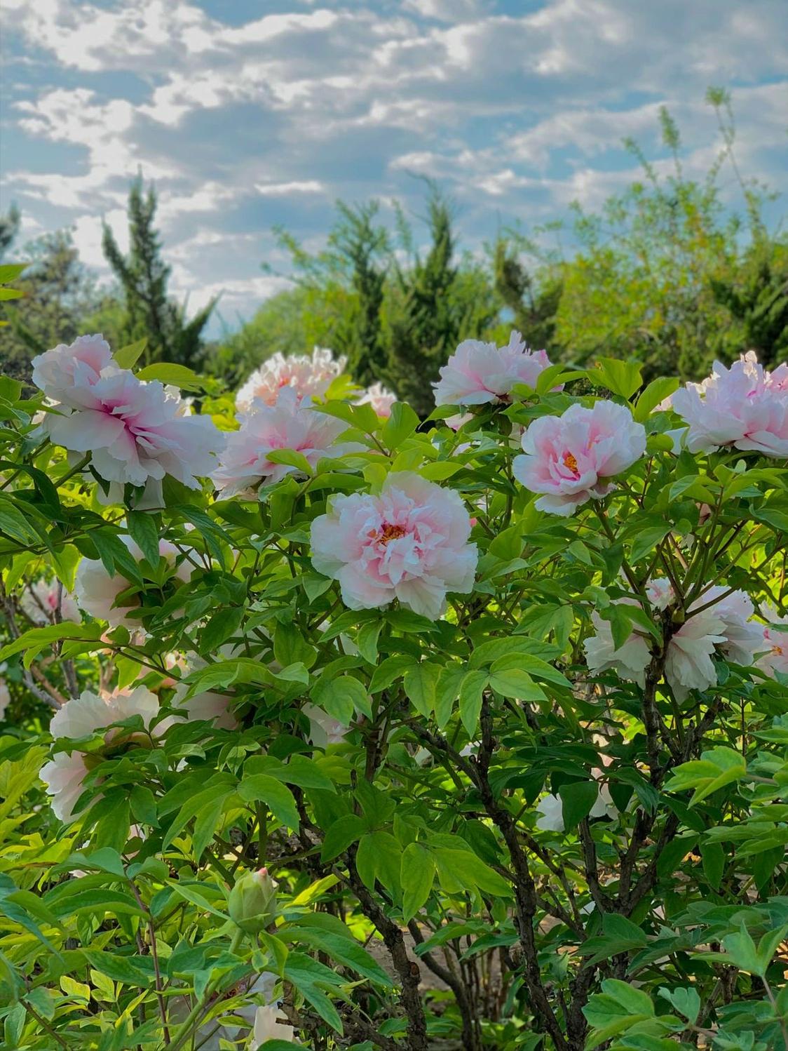 鐜夐洉鐧界墶涓硅姳瀵撴剰,10鏈电墶涓硅姳瀵撴剰