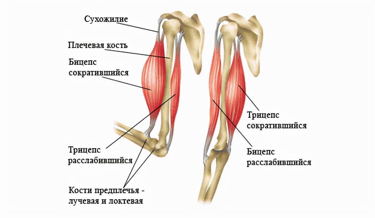 手部肌肉没弹性,手部肌肉不集中怎么办