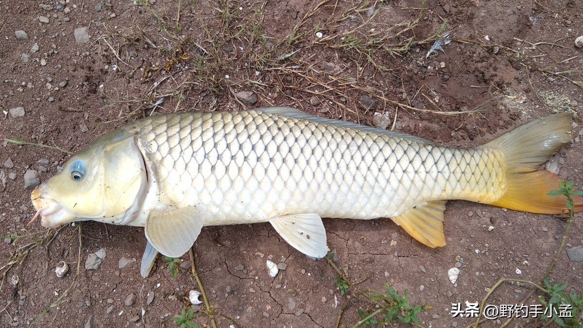 泡沫逗钓为什么逗不到鱼,泡沫逗钓鲤鱼演示