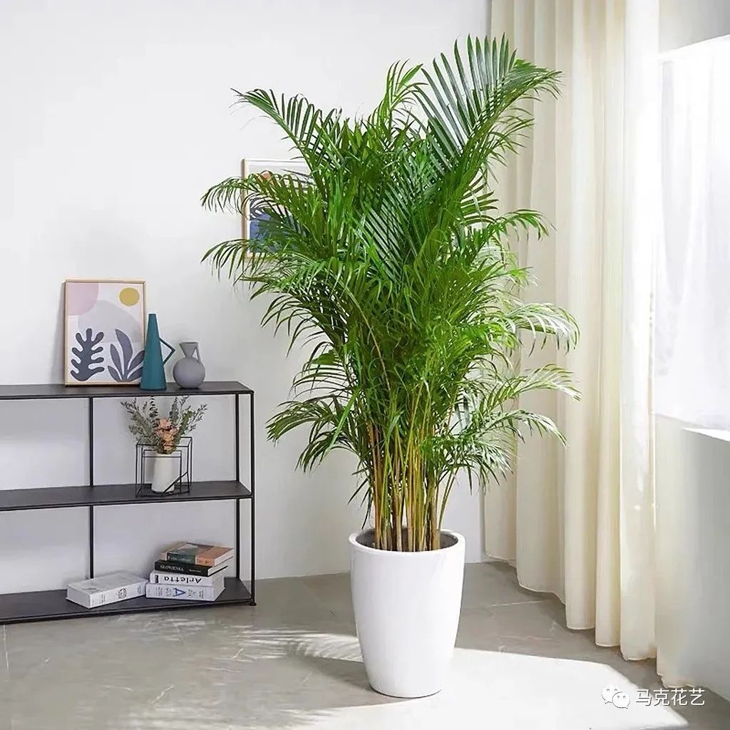 马克花艺｜送对花表对意，别让好心办坏事