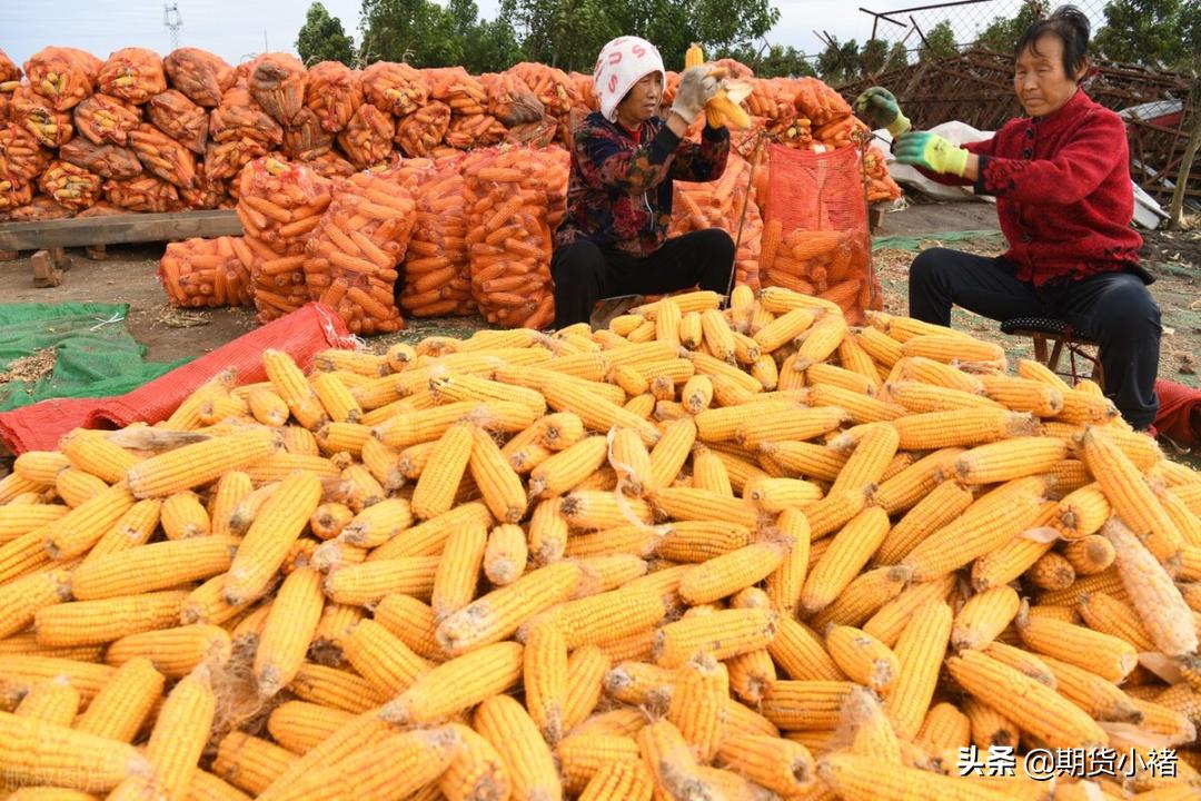 玉米市场购销活跃未来价格可期,玉米期货供需最新消息