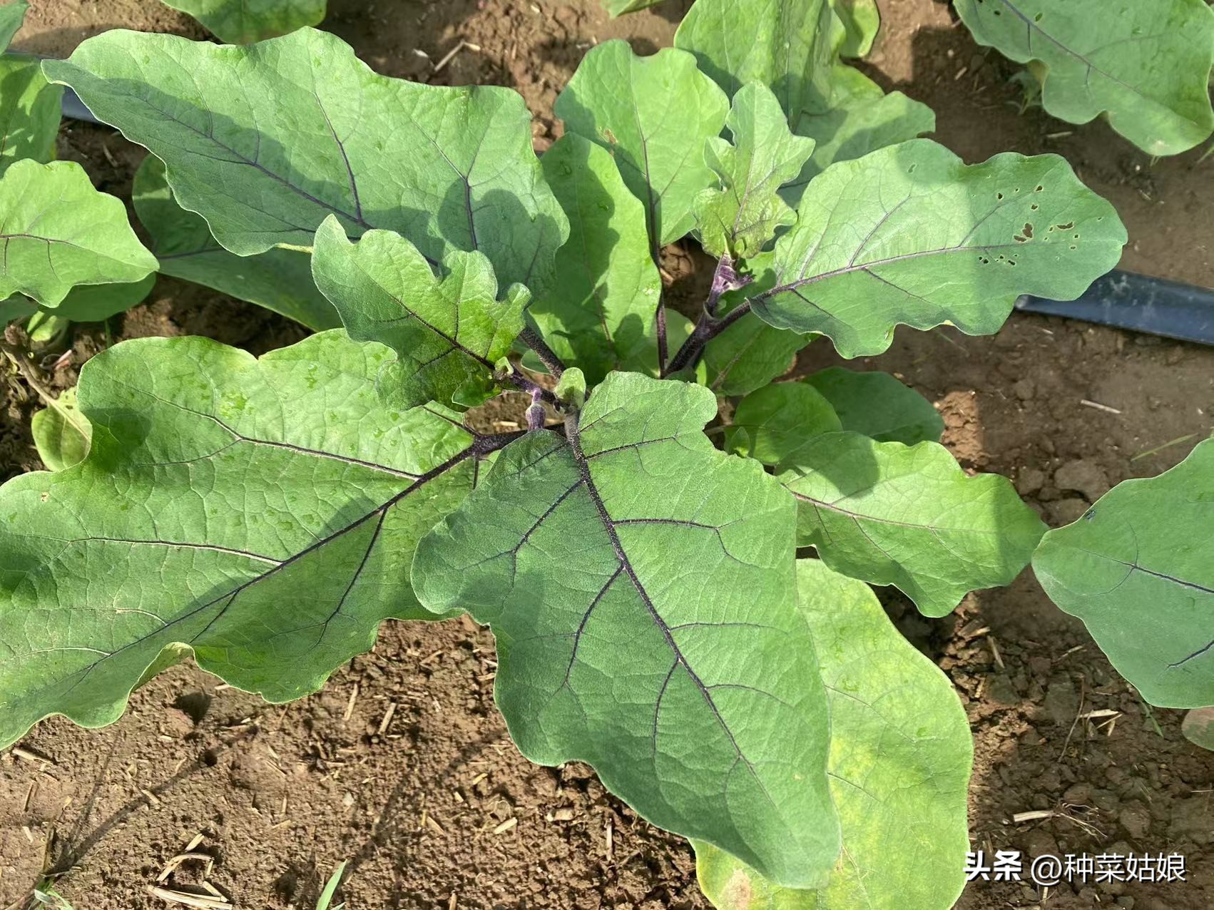 茄子苗不到20厘米长花苞可以留吗,茄子苗缓苗后不长怎么办