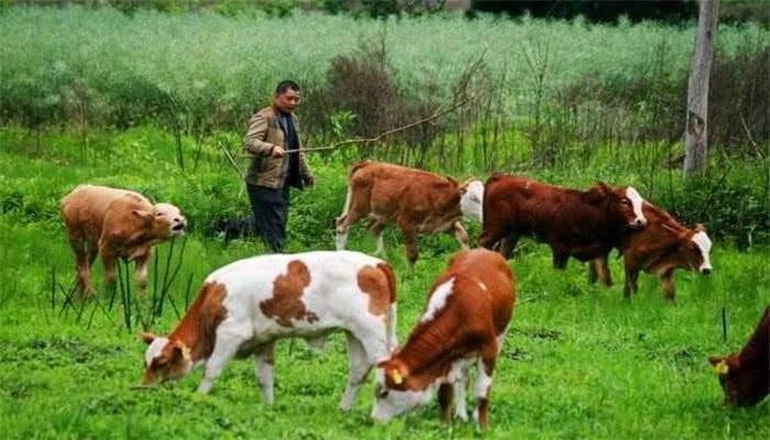 农村四大补贴最新政策,农村三大补贴最新政策