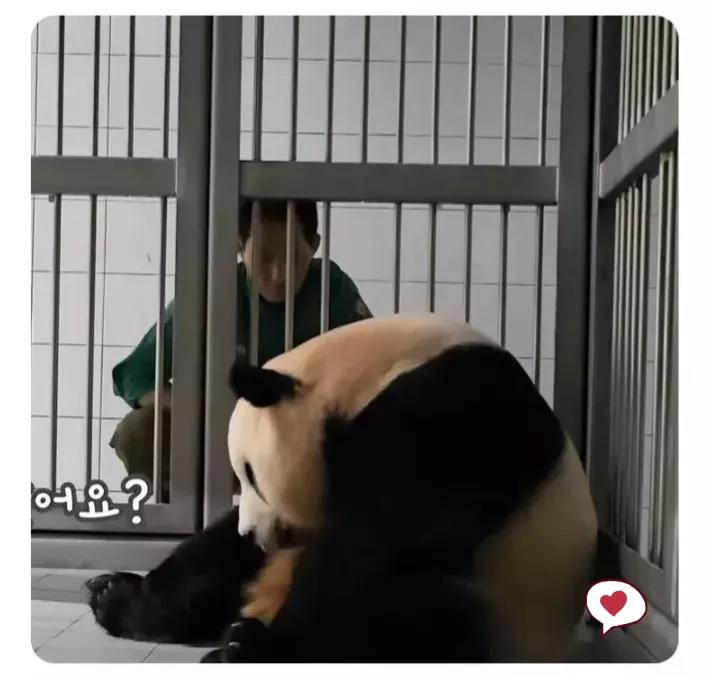 福宝是自然受孕的熊猫宝宝吗,爱宝和福宝自然受孕