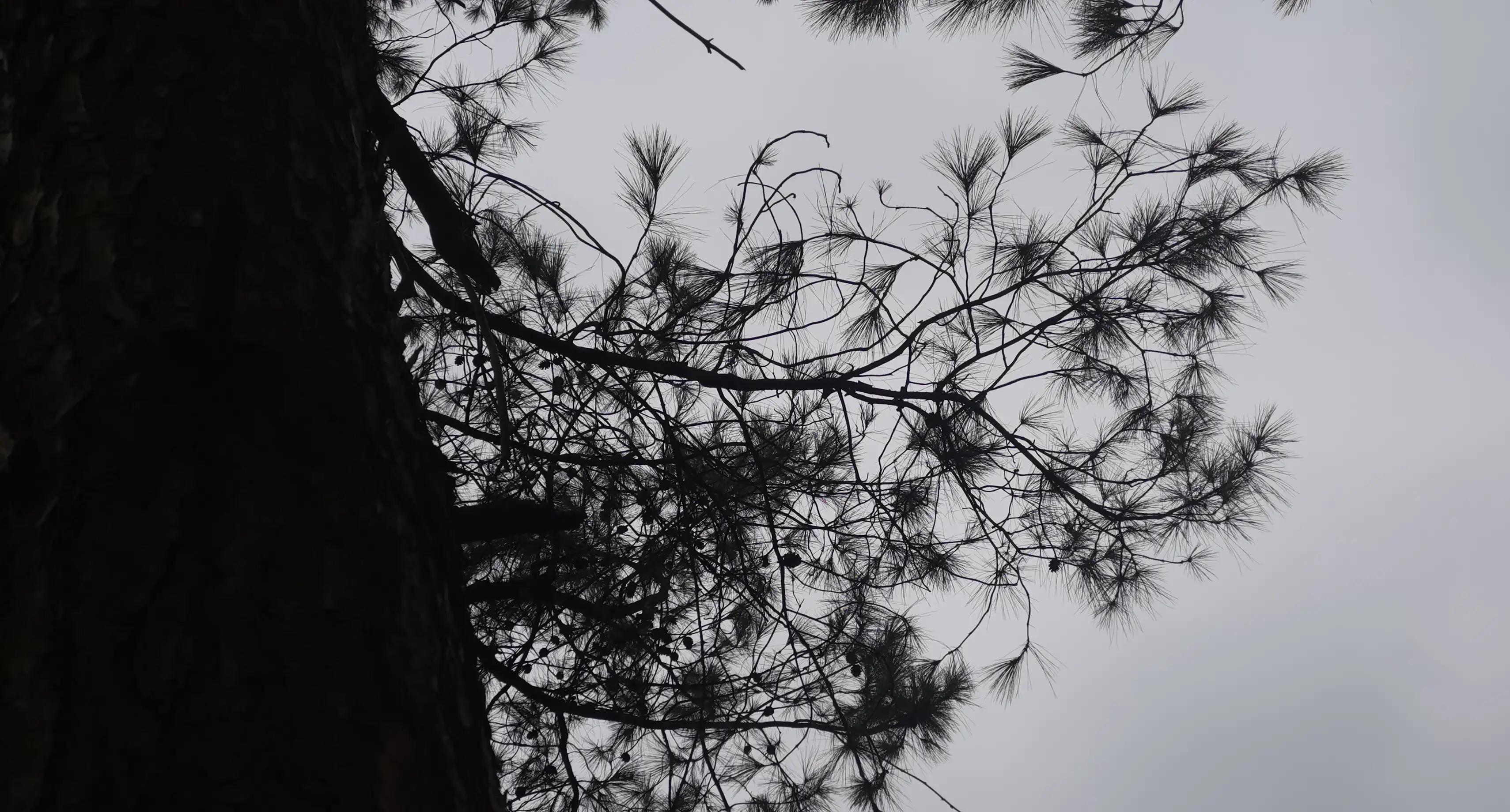 何当凌云霄直上数千尺是什么意思,怎样赏析何当凌云霄直上数千尺