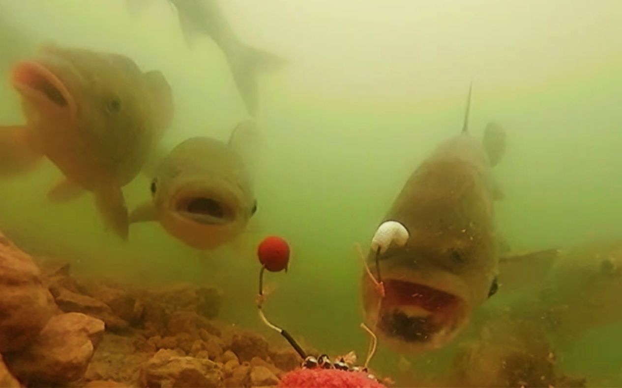 不是鱼难钓而是你太倔强,怎样做鱼窝料才能钓到鱼