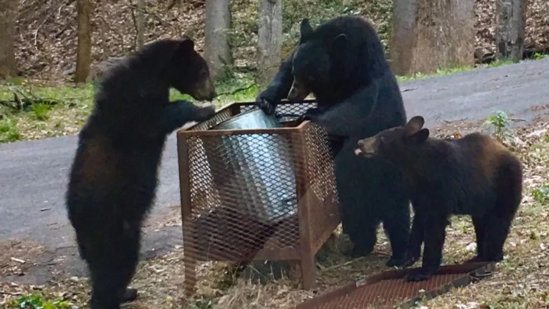 人熊大战！美国64岁女子因救狗与黑熊大打出手，结果熊被打跑了