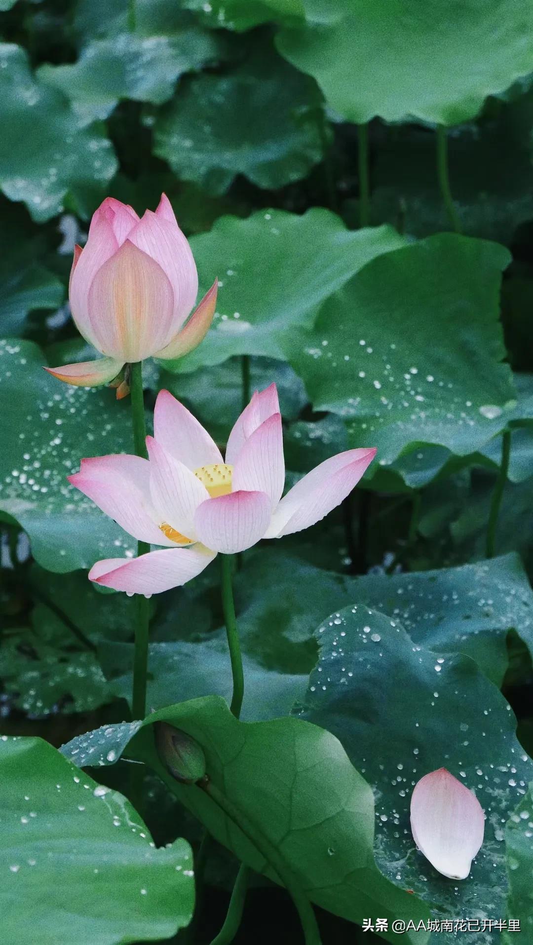 和父母借1000元被拒绝的心酸,被网友借了8万块不还怎么办