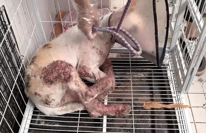 牛头梗以前的样子,牛头梗早期样子