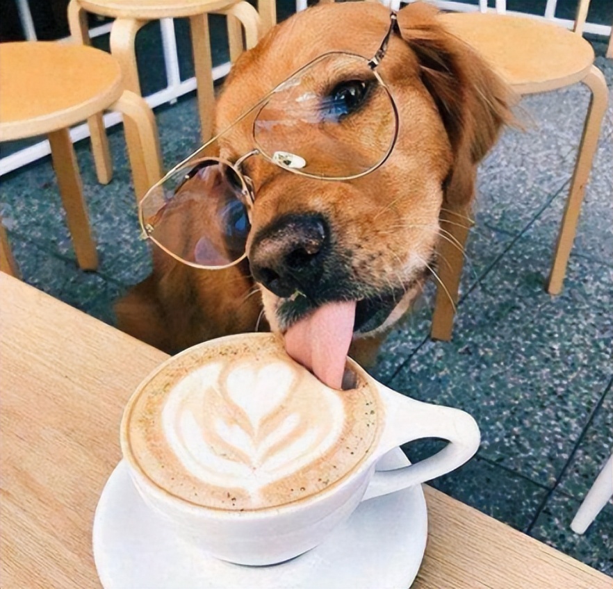 狗狗吃了夏威夷果怎么解决,狗狗吃了夏威夷果一只后腿瘸