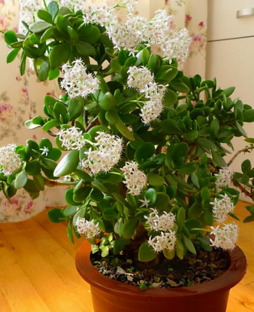 10种公认客厅最好养的花,适合客厅养的懒人花