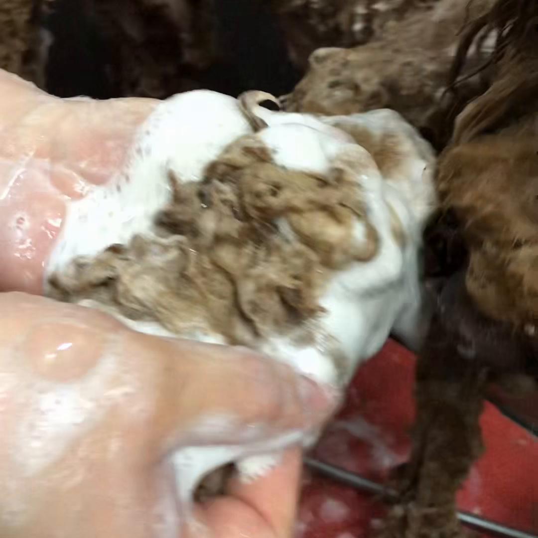 平均一天拿捏一只巨贵，今天又安排了^#同城好店推荐