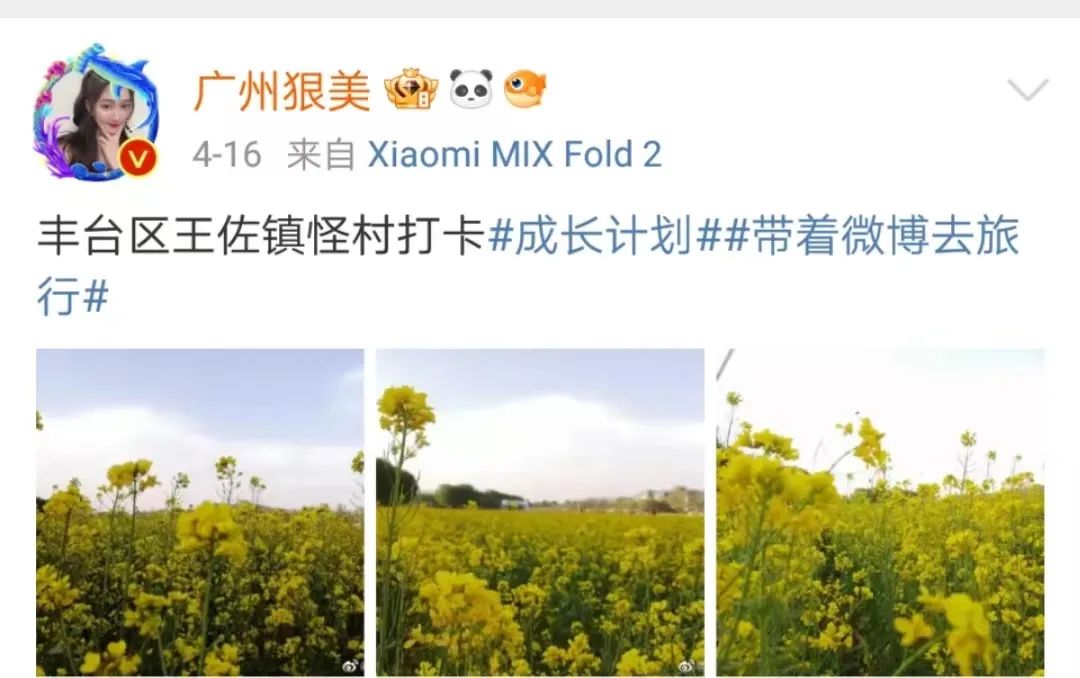 北京周边探秘京城最美油菜花海,北京油菜花必去的地方