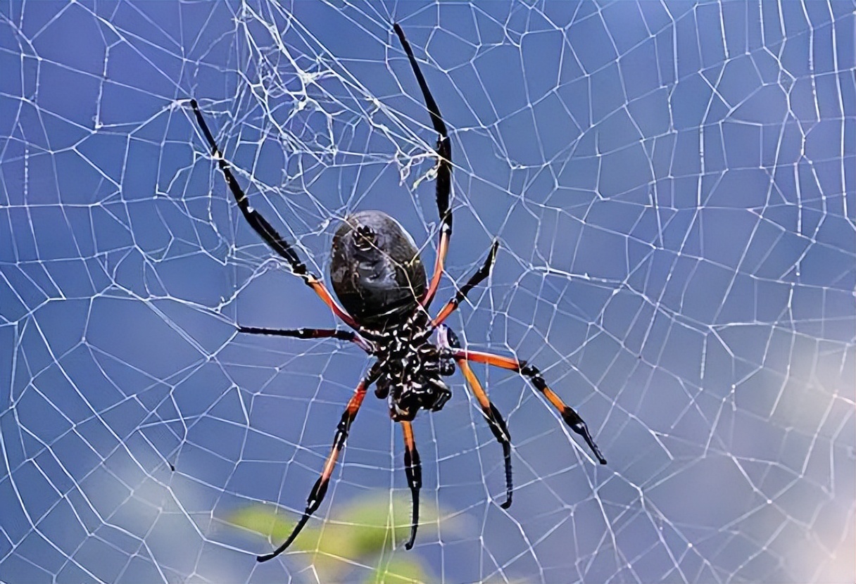 蚊子怕什么的昆虫,蚊子最怕什么动物的害虫