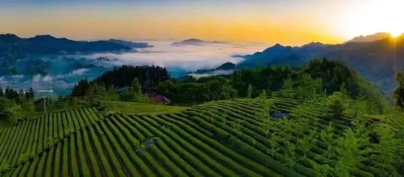 西乡县茶叶镇樱桃采摘,陕西汉中哪里可以摘樱桃