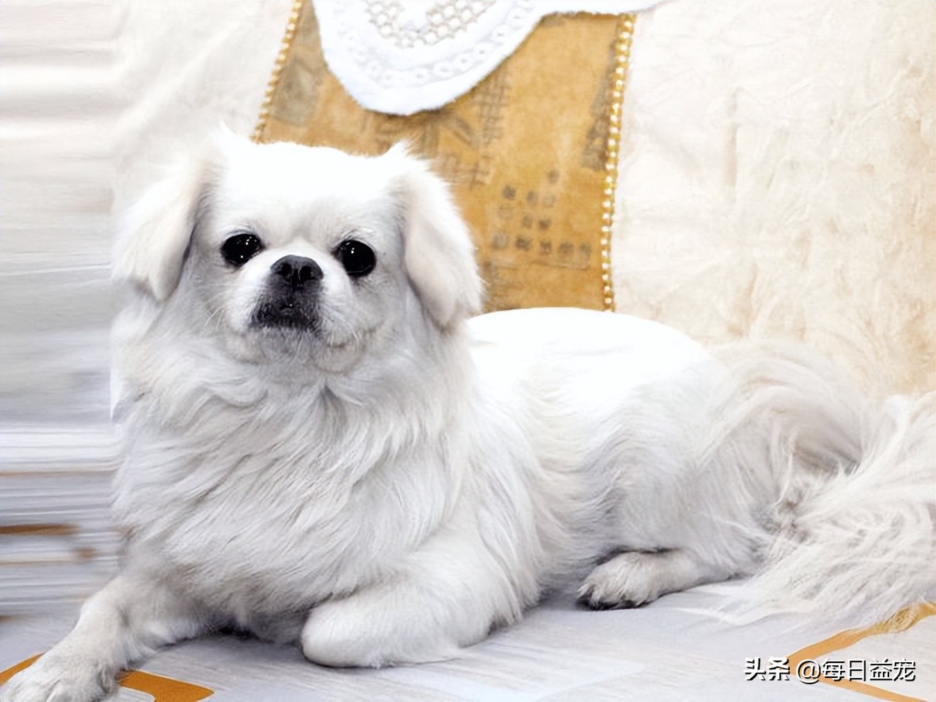 狗狗感冒有什么症状,狗狗感冒症状与犬瘟热症状区别